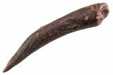 Fossil Pterosaur (Siroccopteryx) Tooth - Morocco #359954-1